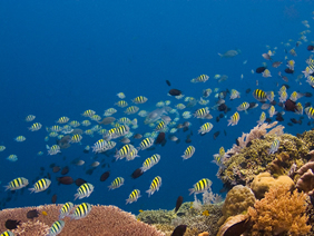 bunaken diving