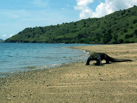 komodo island