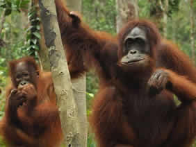 orang utan