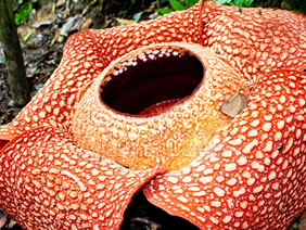 rafflesia