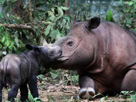 rhino sumatran