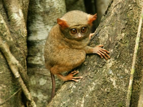 tongkoko national park