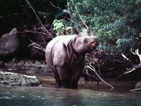 ujung kulon national park